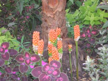 English Bay Flowers